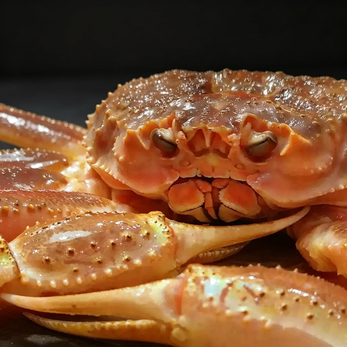 Live Snow Crab