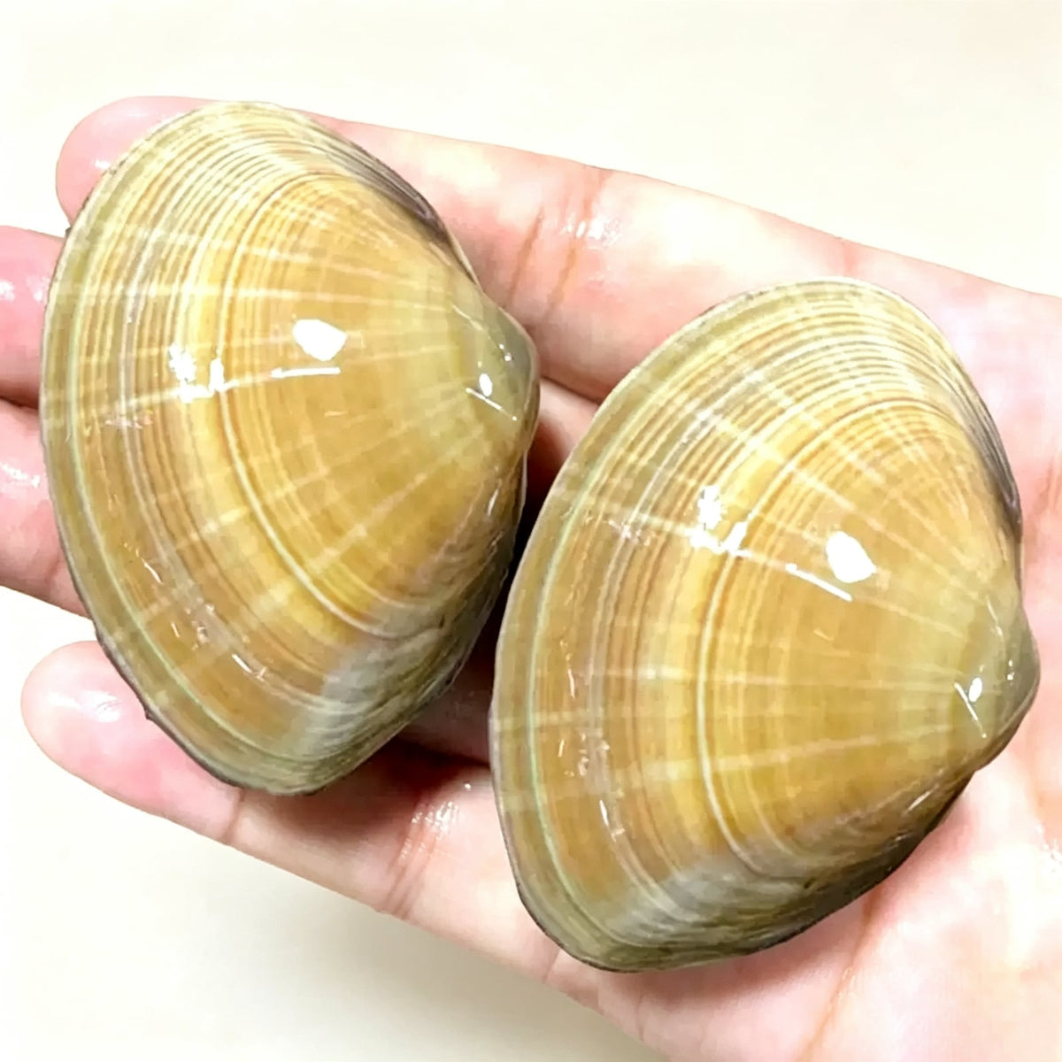 Frozen Fresh Clams