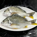 Frozen Wild-Caught Yellowfin Sea Bream